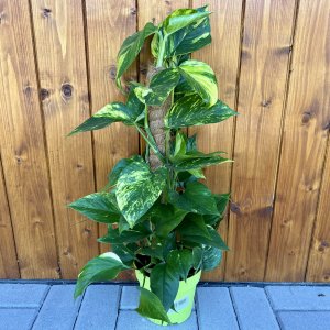 Scindapsus pinnatý (Epipremnum pinnatum)  - výška 50-60 cm, kont. C2L - NA KOKOSOVEJ TYČI 